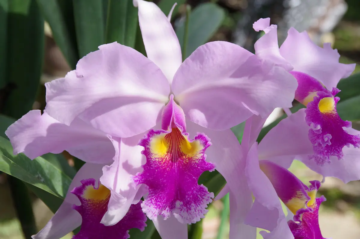 カトレア狂走曲 その26｜園芸日記by春来｜みんなの趣味の園芸｜1352714