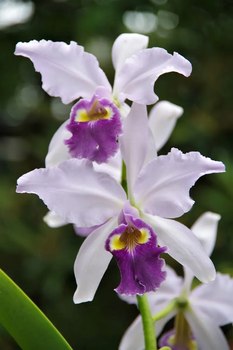 カトレア狂走曲 その26｜園芸日記by春来｜みんなの趣味の園芸｜1352714