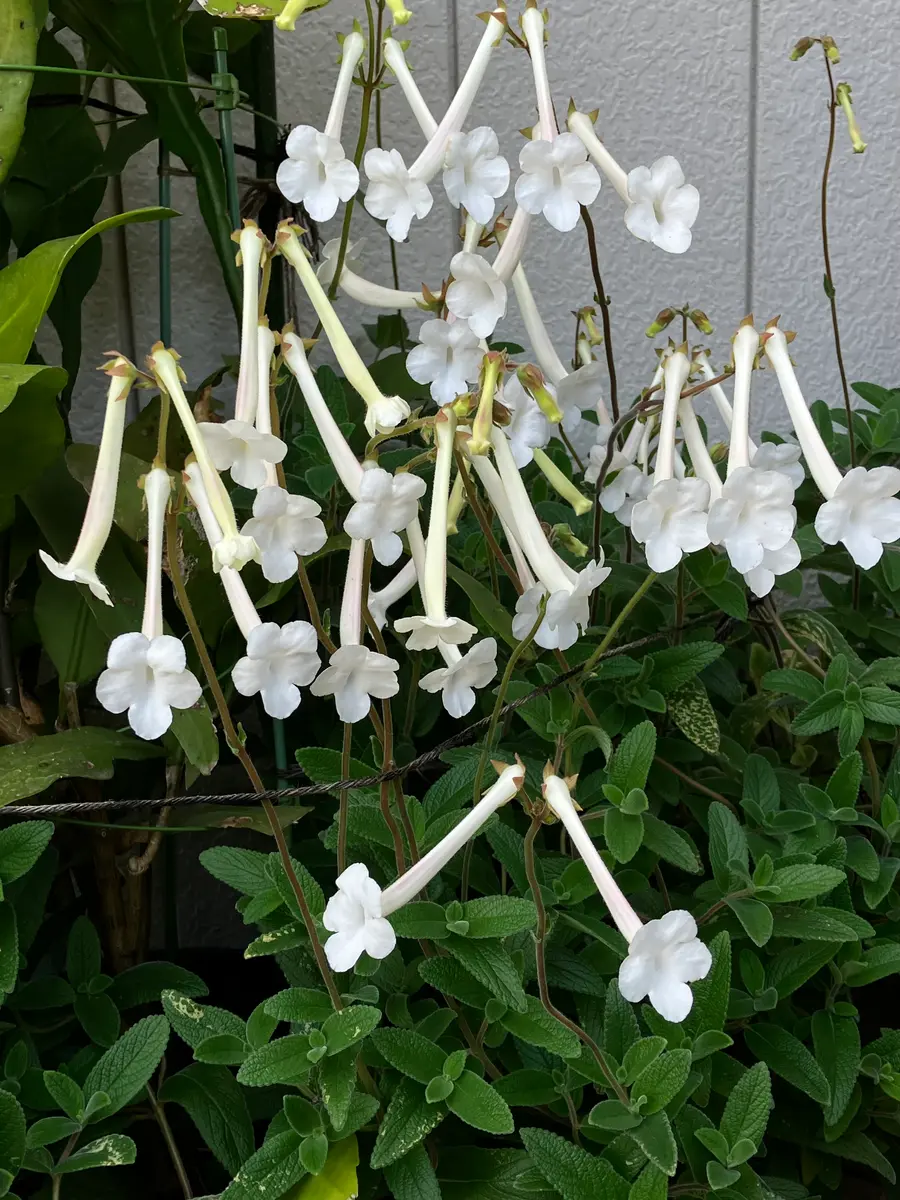 珍しい 花柘榴 特大株 お花の写真集 / ザクロ(石榴)