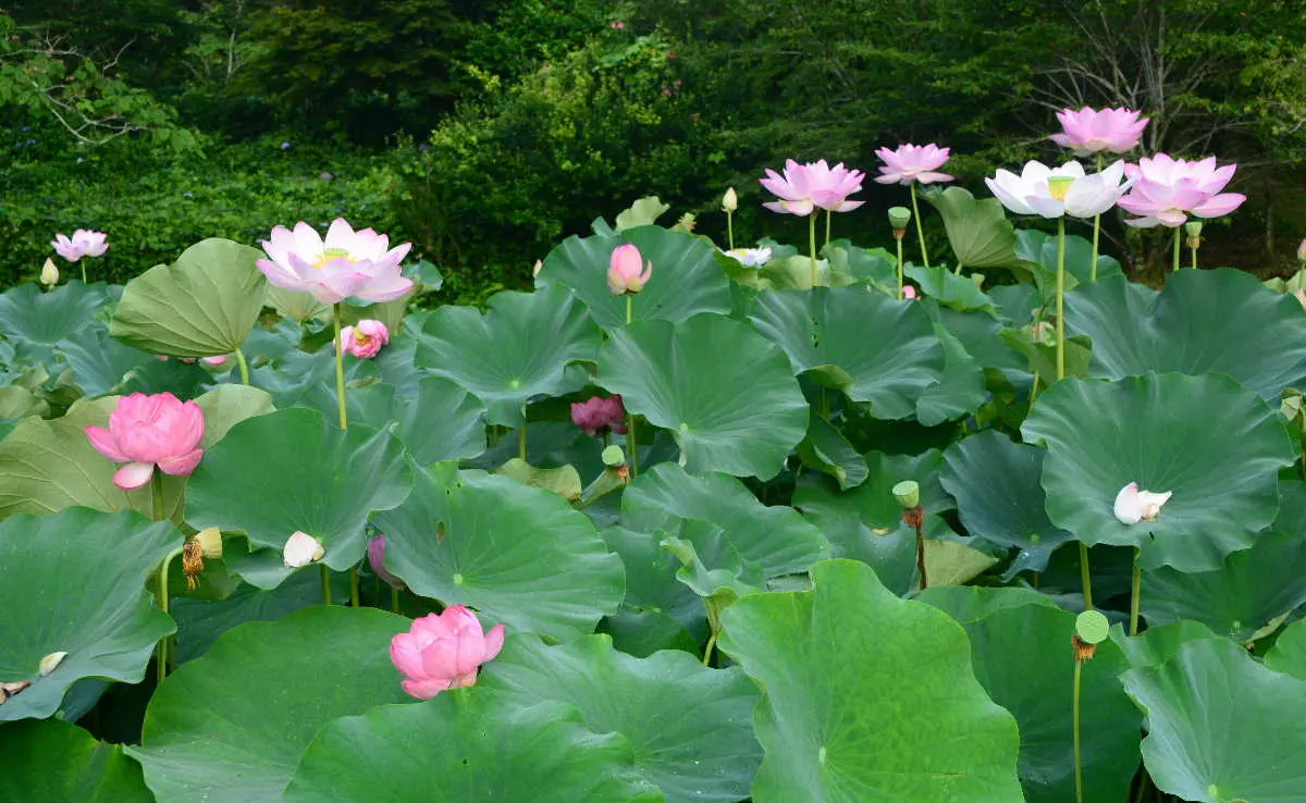 今朝の穴虫の郷、花蓮が綺麗です（7月4日）♪♪｜園芸日記bytotyan