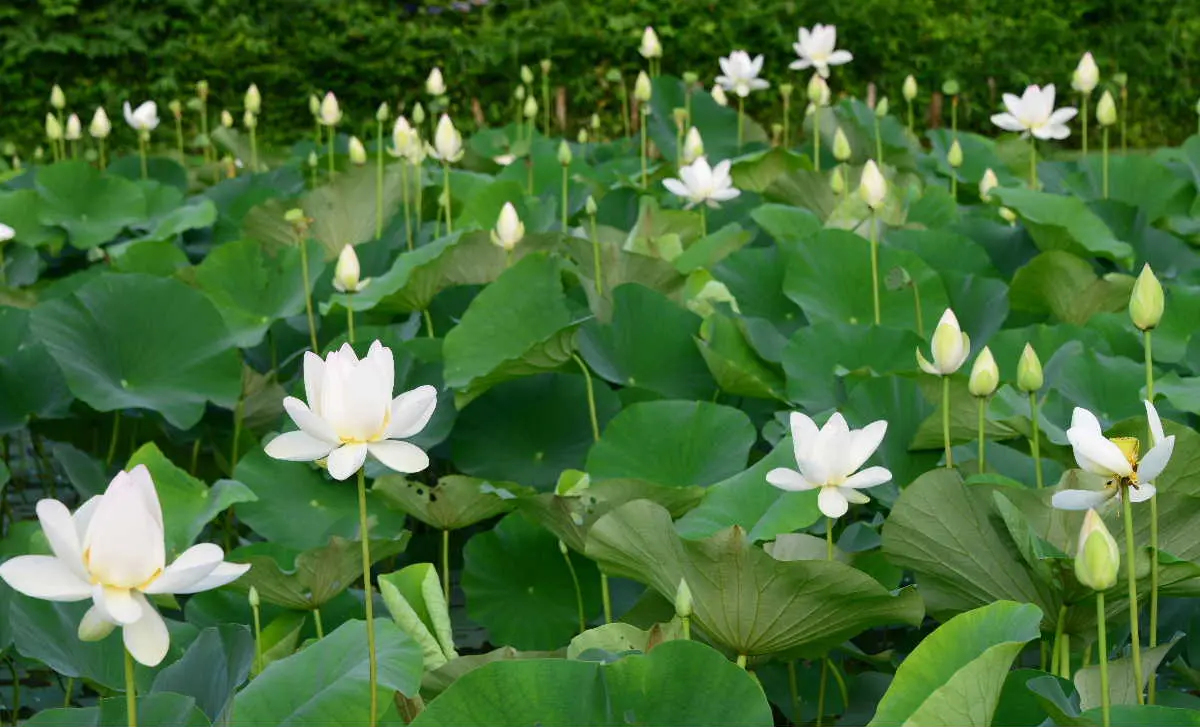 今朝の穴虫の郷、花蓮が綺麗です（7月4日）♪♪｜園芸日記bytotyan