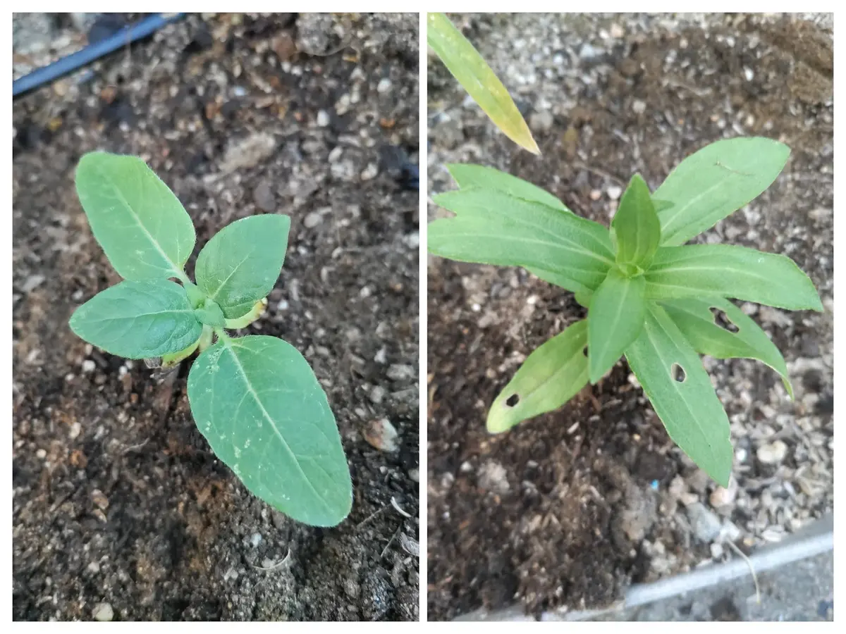 和バラニ苗 6号｜豊明卸問屋ドットコム