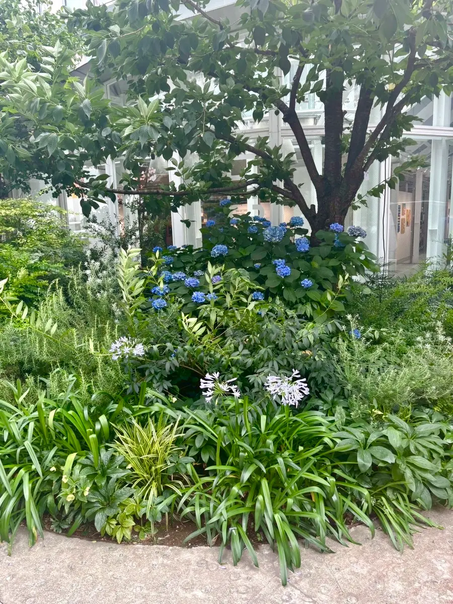 深海の色｜園芸日記byおわし｜みんなの趣味の園芸｜1353070