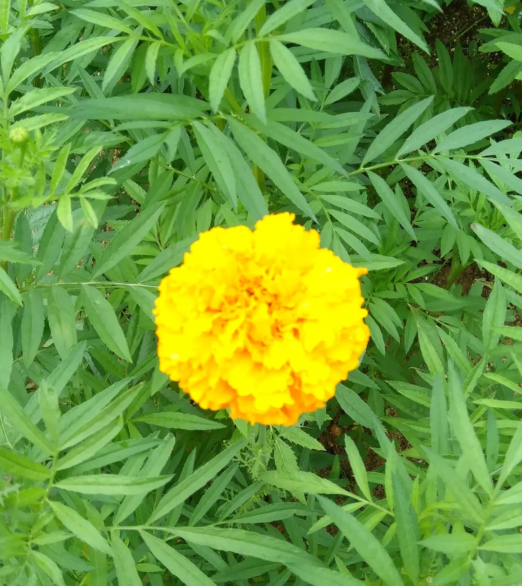 超高身長なマリーゴールド😳｜園芸日記byディーバ｜みんなの趣味の園芸