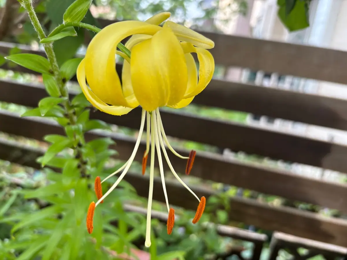 オオゴンオニユリ無点｜園芸日記bykeichangarden｜みんなの趣味の園芸