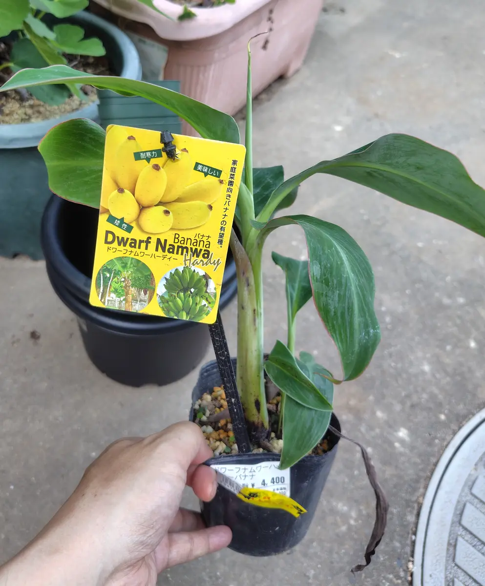 暑い｜園芸日記by庭民｜みんなの趣味の園芸｜1353854