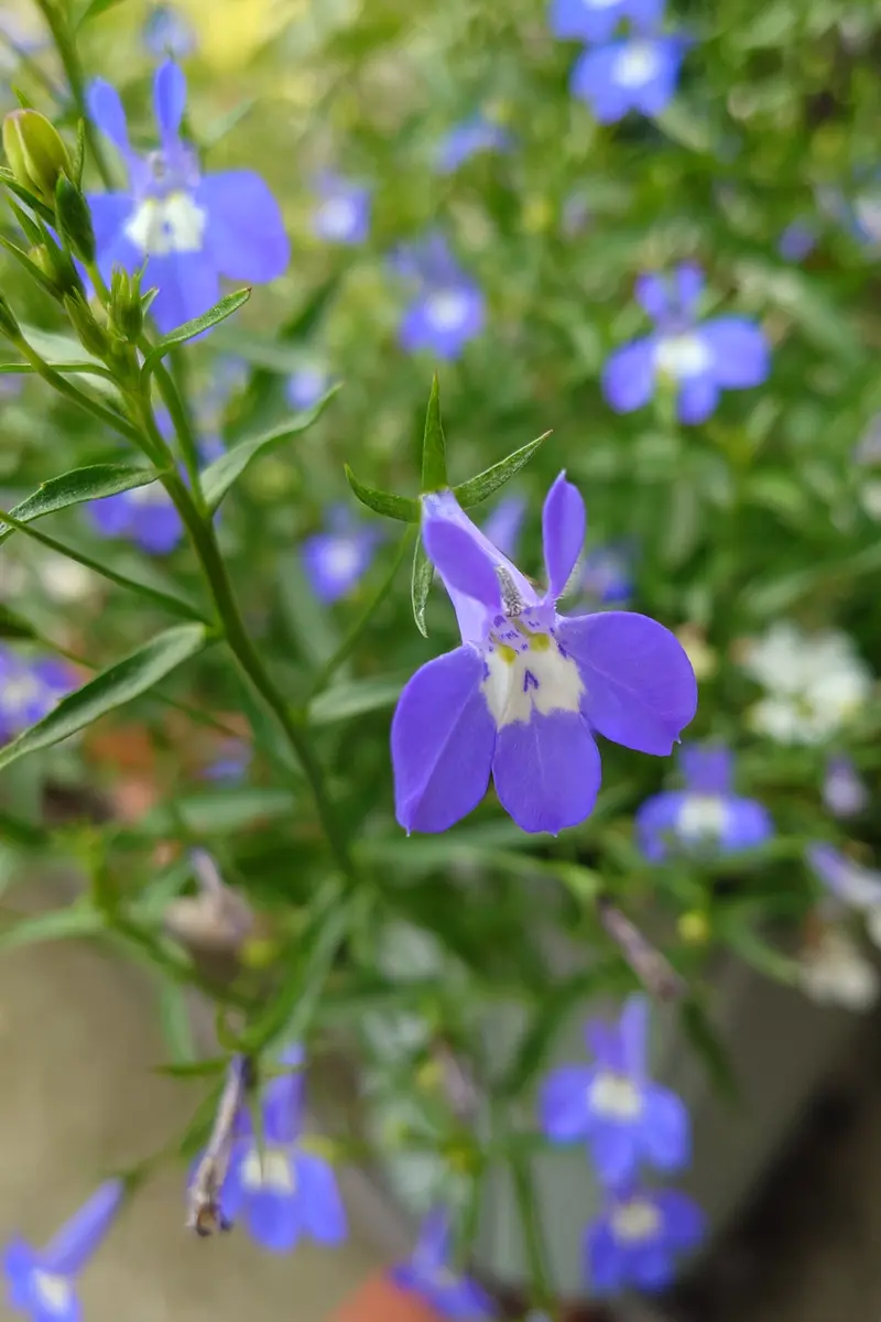 ひまわり🌻咲いた🤩｜園芸日記byぽよぽよくるみ｜みんなの趣味の