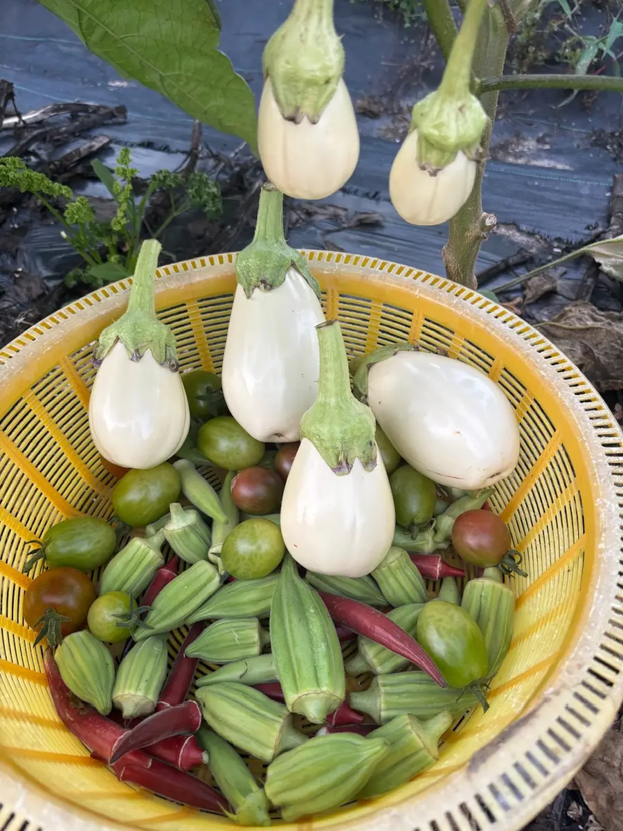 オーダー品 スイカズラとつぶつぶ草 夏野菜〔写真1枚目〕-スイカかがわさんの日記｜みんなの趣味の