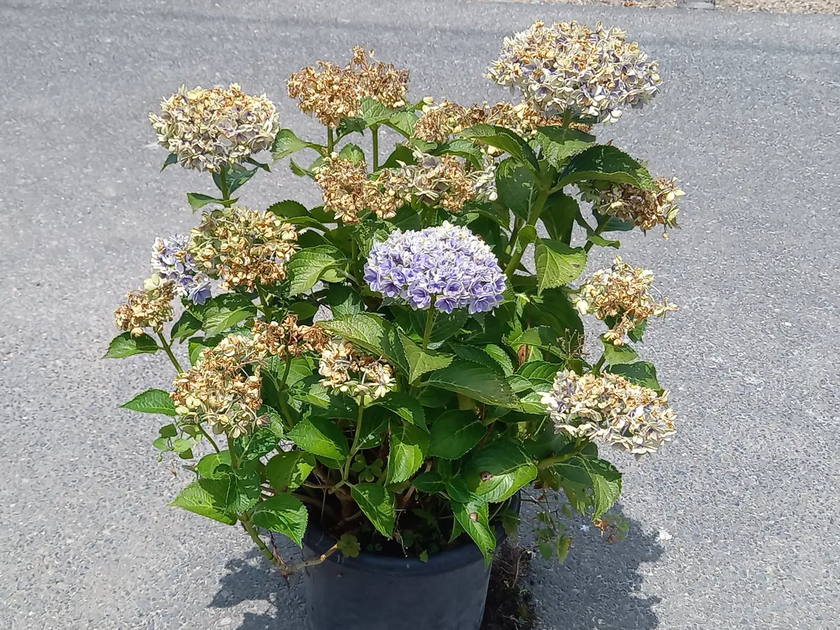 アジサイ3点おまとめ 楽天市場】母の日 プレゼント 花 ギフト 鉢植え アジサイ 華やか