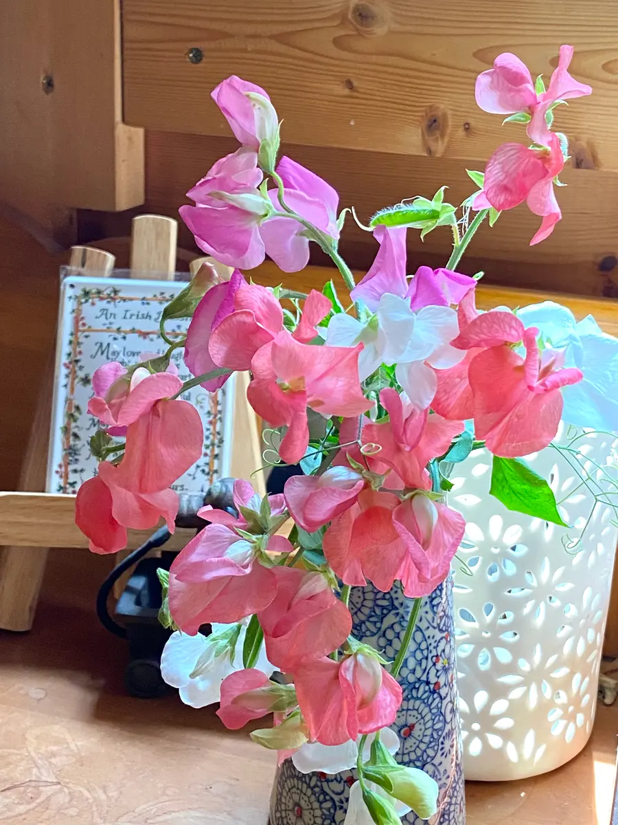 専用 イチゴの鉢植えとスイトピーアレンジ クレイフラワー 専用 イチゴの鉢植えとスイトピーアレンジ クレイフラワー