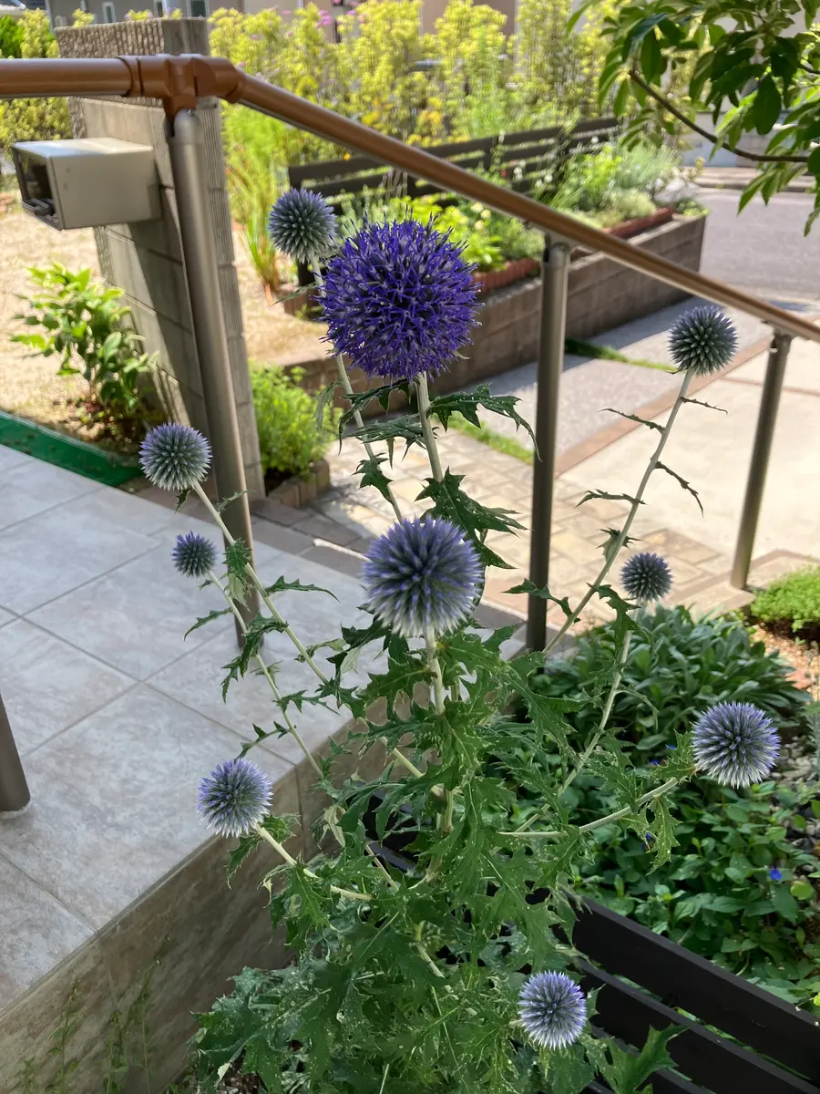 ルリタマアザミの花〜やっと咲いた！〔写真1枚目〕-こうのさんの日記