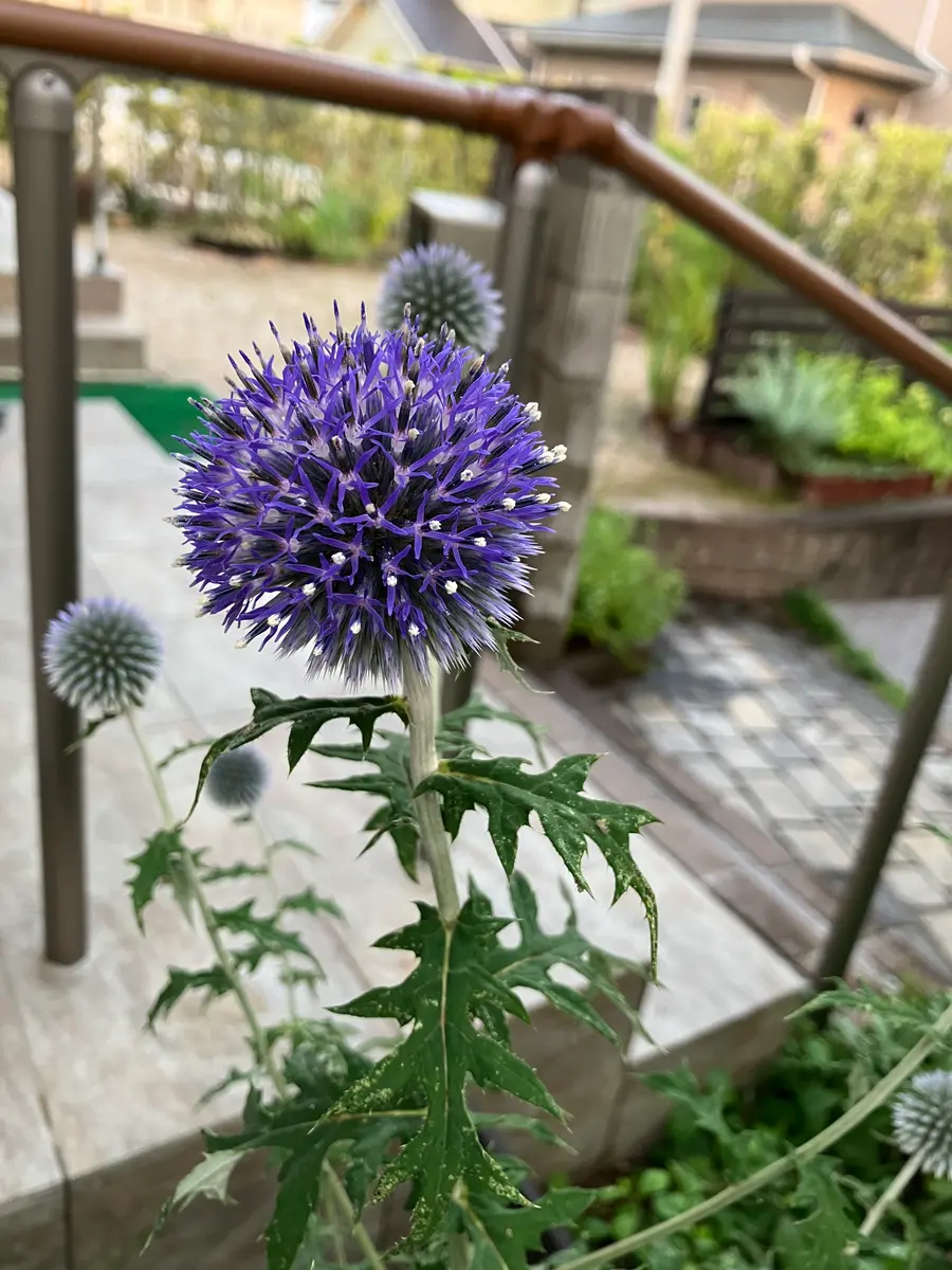 ルリタマアザミの花〜やっと咲いた！｜園芸日記byこうの｜みんなの趣味