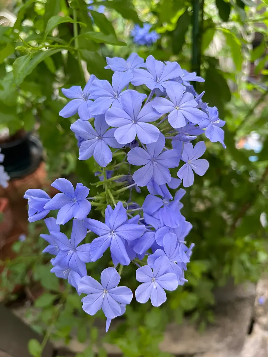 ルリマツリ　ブルペンバコ ルリマツリ(プルンバゴ)の育て方｜花が枯れたら寿命？復活はできる