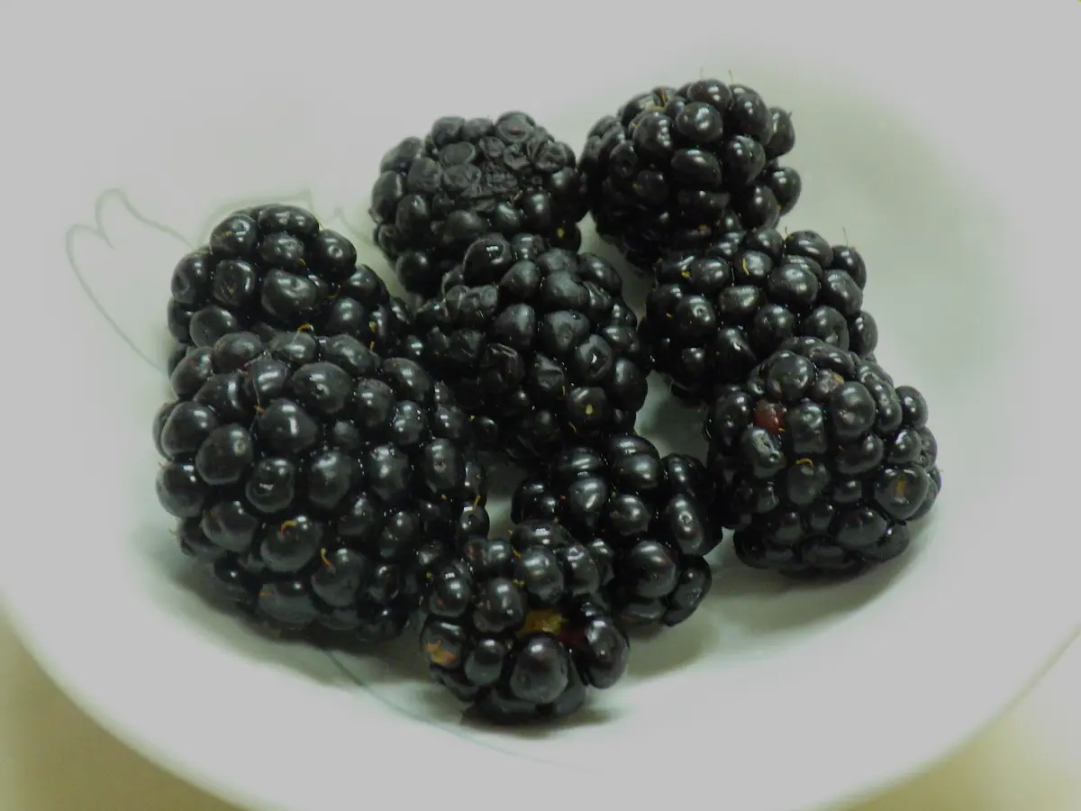 ブラックベリー トリプルクラウン｜園芸日記by紙飛行機｜みんなの趣味