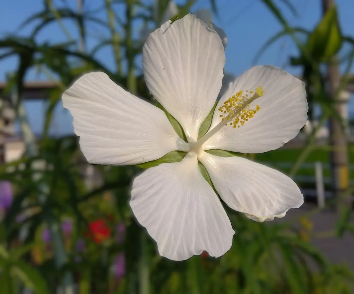 タイタンビカス モミジアオイ 八重咲ハイビスカス｜園芸日記byりぼん