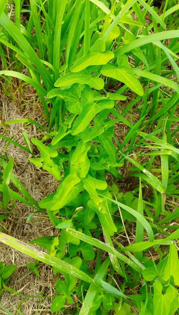 ウマノスズクサ😆ですか?!｜園芸日記byことりちこ｜みんなの趣味の園芸