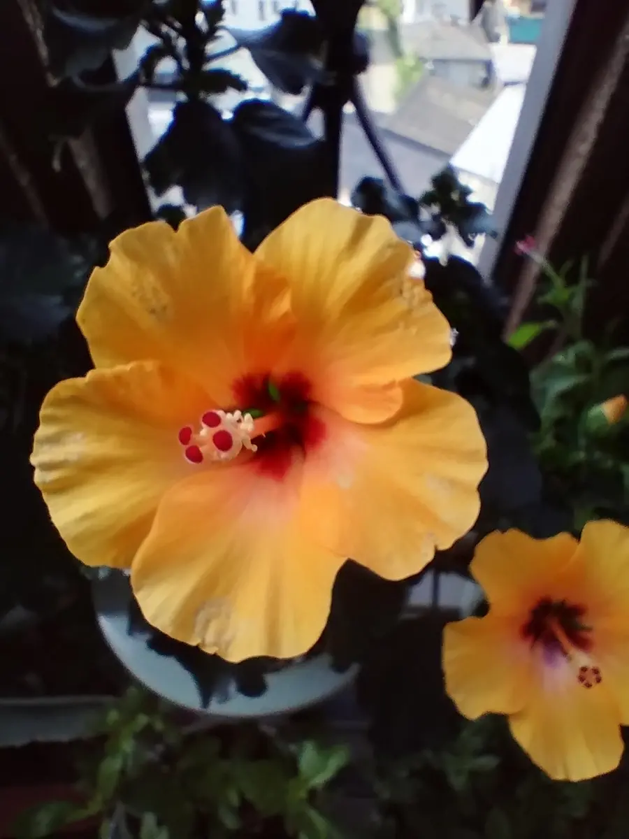 ハイビスカス・ニューロングライフ・プチオレンジ🌺〔写真1枚目