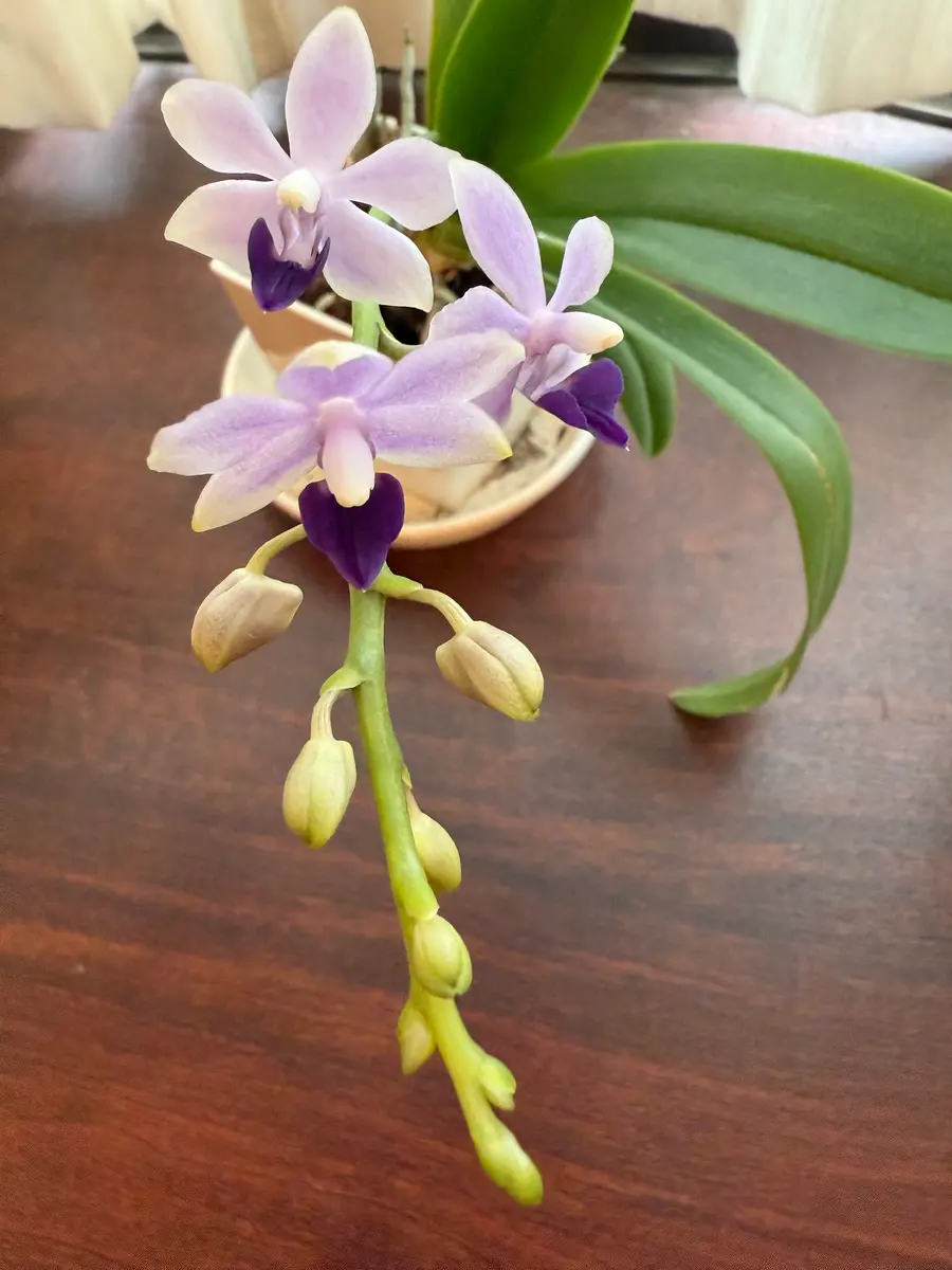 毎年夏に咲く小さな胡蝶蘭｜園芸日記byカトレ｜みんなの趣味の園芸