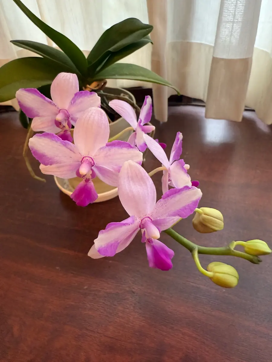 毎年夏に咲く小さな胡蝶蘭｜園芸日記byカトレ｜みんなの趣味の園芸