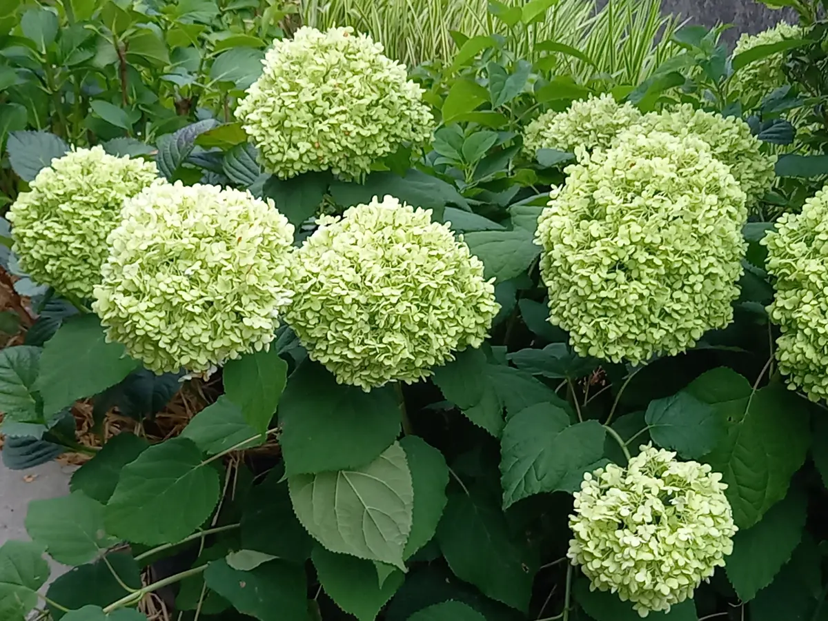 心を癒せたらいいな！グリーンカルサイトたん！かわいい！ 爽やかなグリーンになりました｜園芸日記byこんちゃん｜みんなの