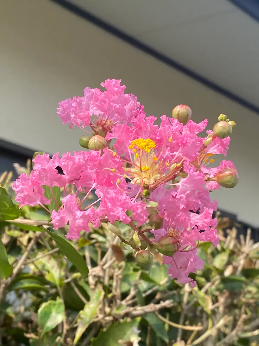百日紅｜園芸日記by染ちゃん｜みんなの趣味の園芸｜1354837