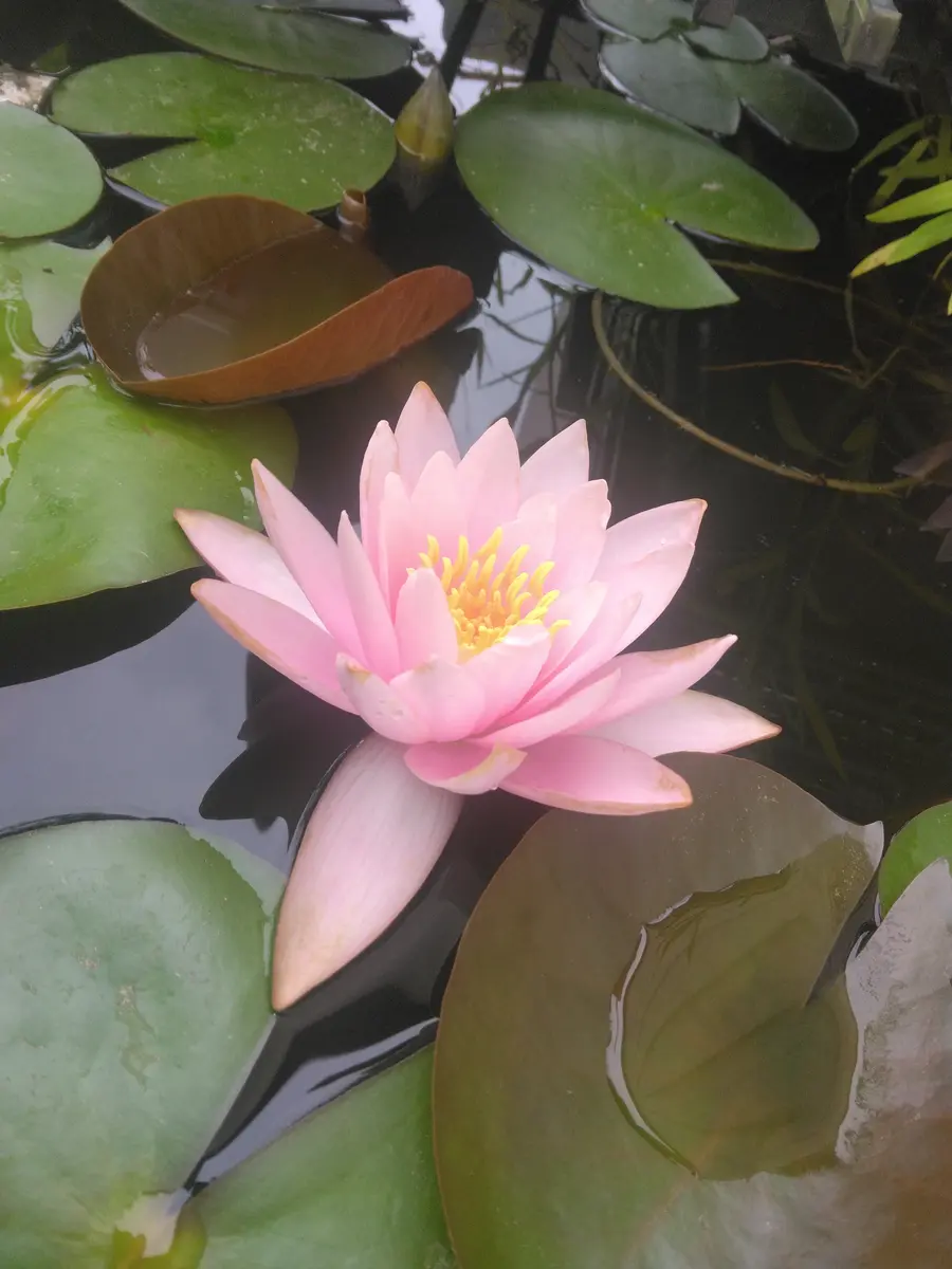 ♢矢車草ページです♢ 睡蓮・さぎ草｜園芸日記byZESYOU｜みんなの趣味の園芸｜1355007