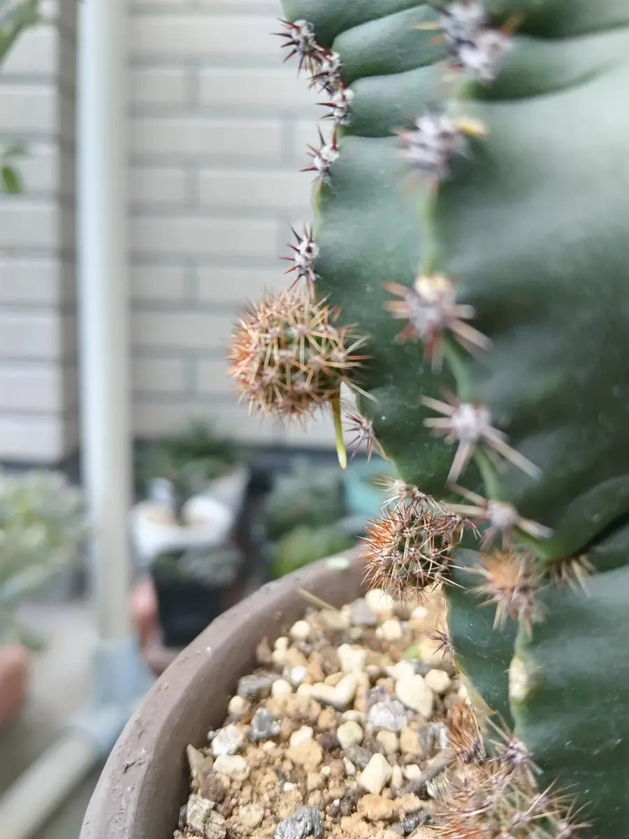 ｻﾎﾞﾃﾝ🌵ｴｷﾉﾌﾟｼｽ短毛丸🕺｜園芸日記byひ~ちゃん｜みんなの趣味の園芸
