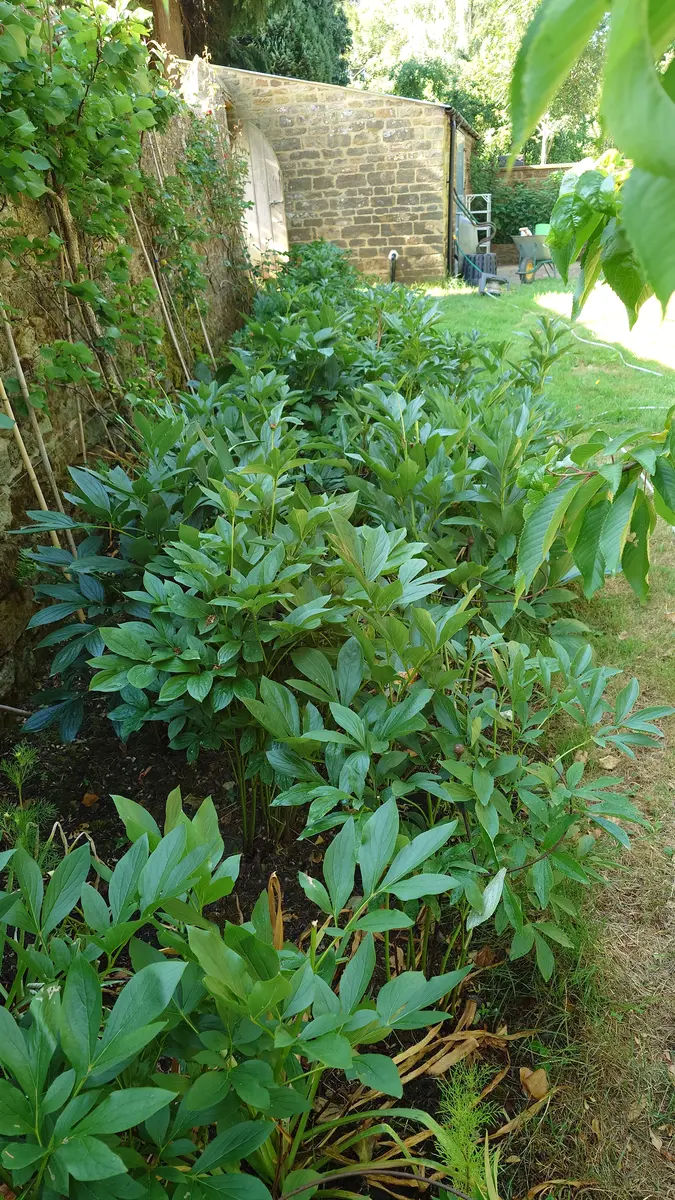 芍薬の花壇｜園芸日記byぷしす｜みんなの趣味の園芸｜1355449