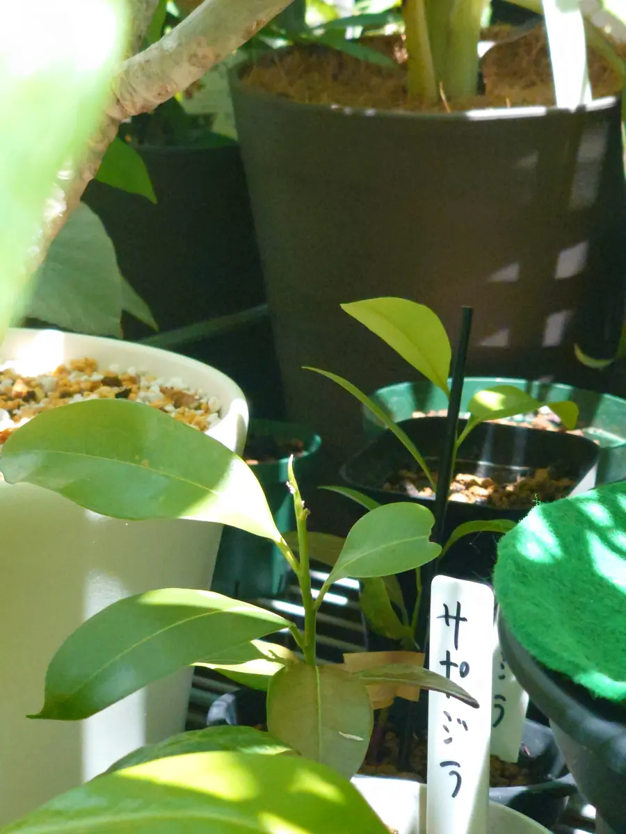 新しい芽 芽が伸びてきました｜園芸日記by時を越える猫｜みんなの趣味の