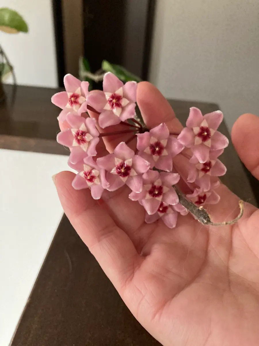 ホヤ ウンデュラータピンクスプラッシュ ホヤの開花 ②｜園芸日記byもふ.｜みんなの趣味の園芸｜1355718