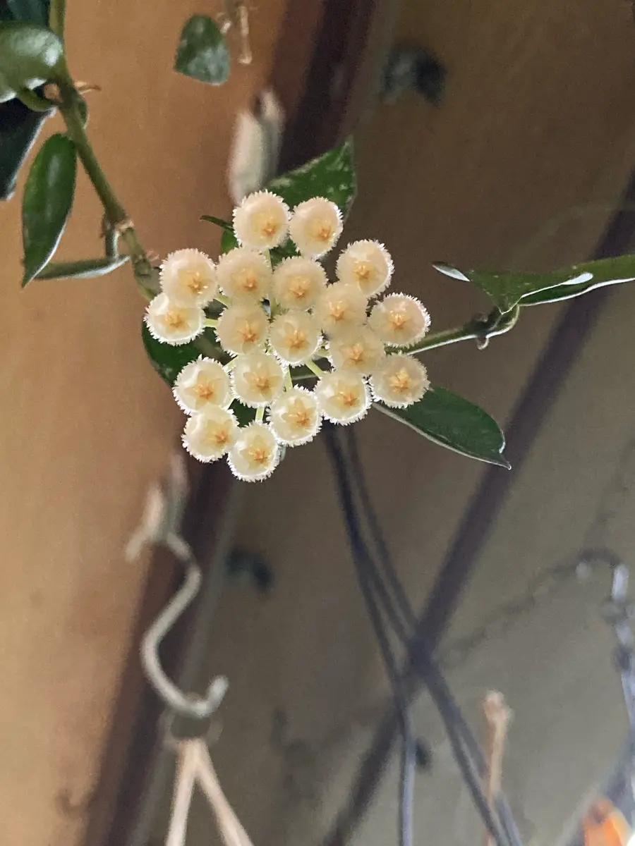 ホヤの開花 ②｜園芸日記byもふ.｜みんなの趣味の園芸｜1355718