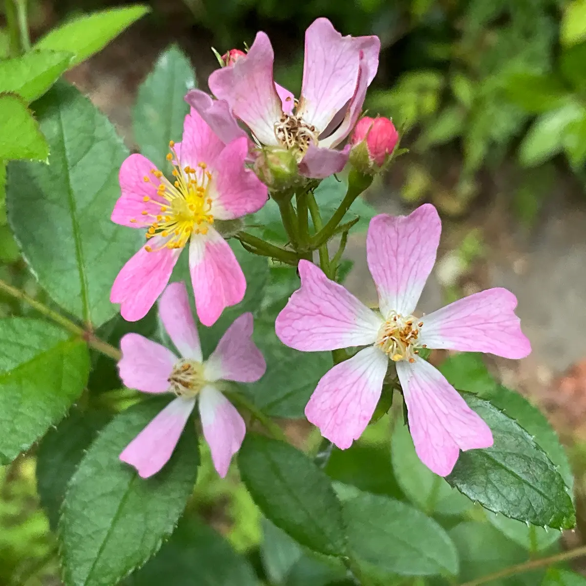 AKK172 本物保証 マイセン ハインツ・ヴェルナー 薔薇のブーケ プラーク Amazon.co.jp: AKK172 本物保証 Meissen マイセン Heinz Werrner