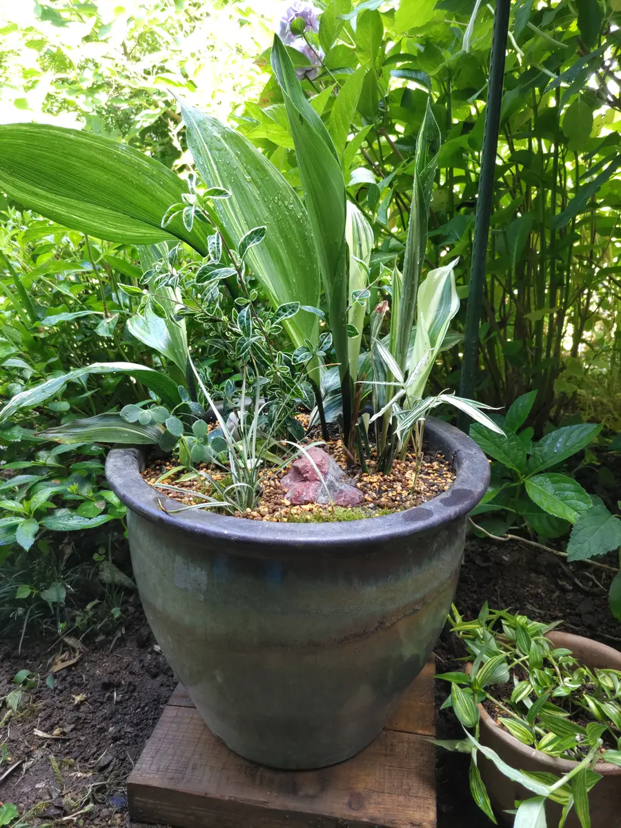 かとうゆみ 植木鉢ワンちゃん 【公式通販】
