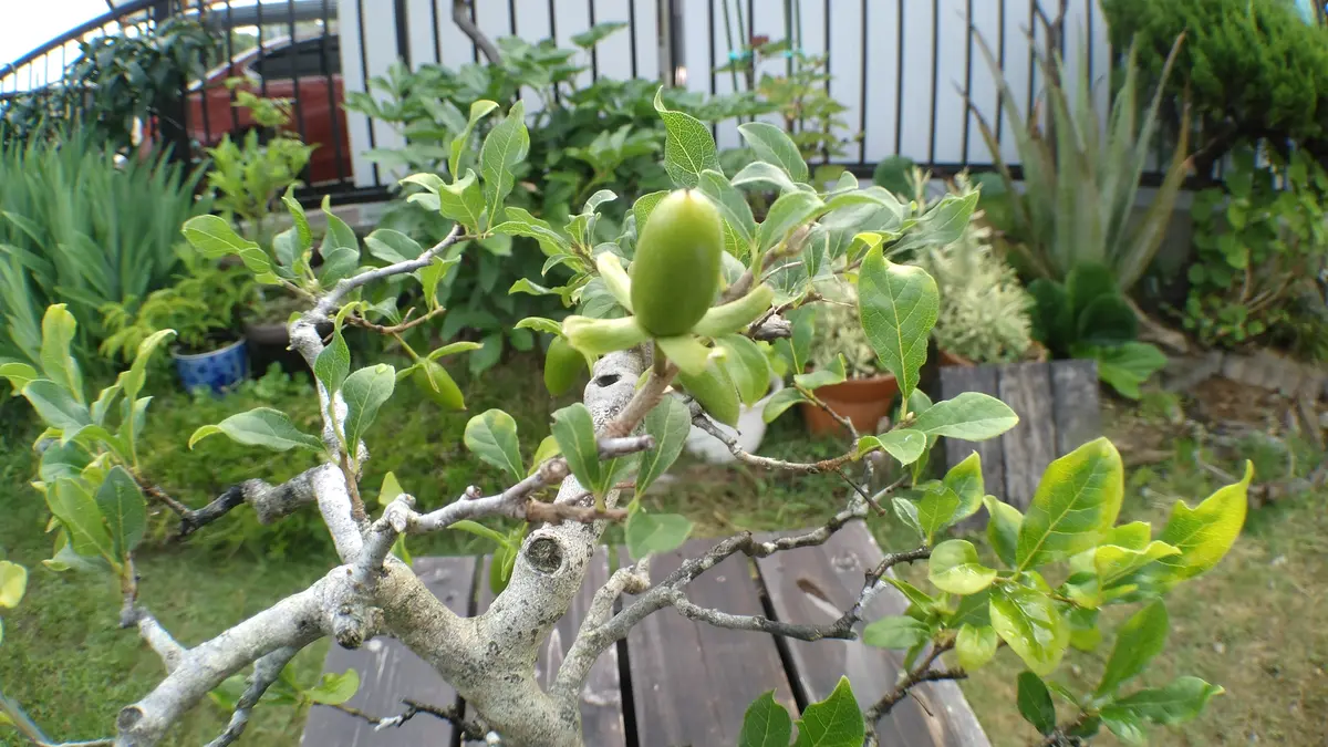 ツリバナマユミの日記一覧|shinji70さんの園芸日記-みんなの趣味の園芸