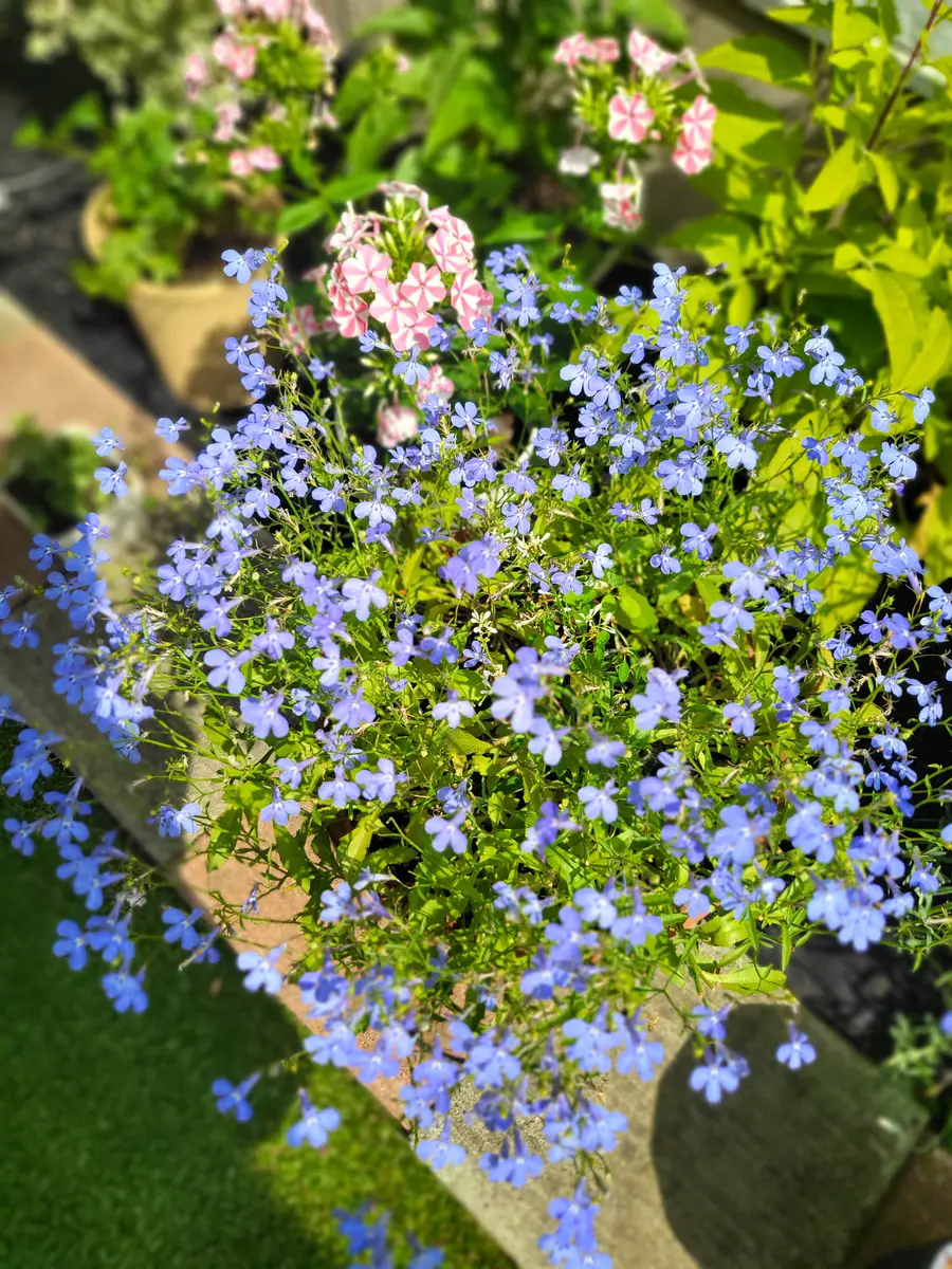 🩷🤍花がら摘みのあとで🩵💙｜園芸日記byうふうふ｜みんなの趣味の園芸