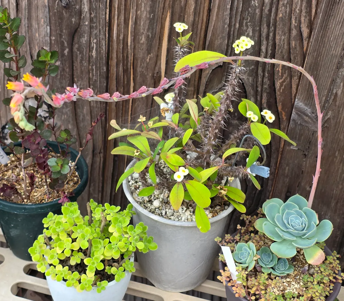 多肉植物^o^ 葉挿し赤ちゃん ピンクシフォン