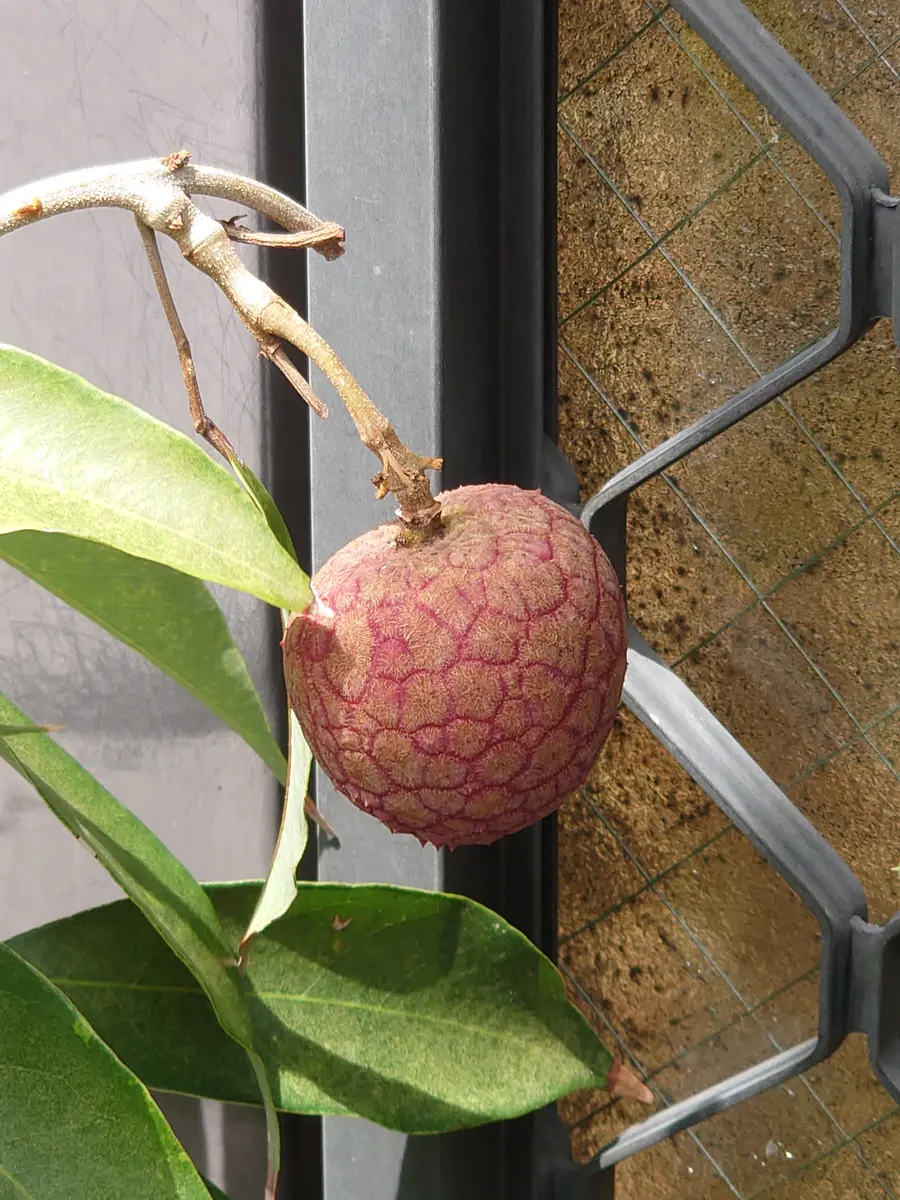 ライチ(ジャパカット種)の日記一覧|時を越える猫さんの園芸日記 