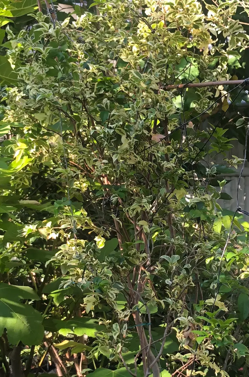 実付　11ジャボチカバ四季咲サバラ耐寒性 本気を出さない斑入り小葉ジャボチカバ｜園芸日記byべろにか｜みんなの