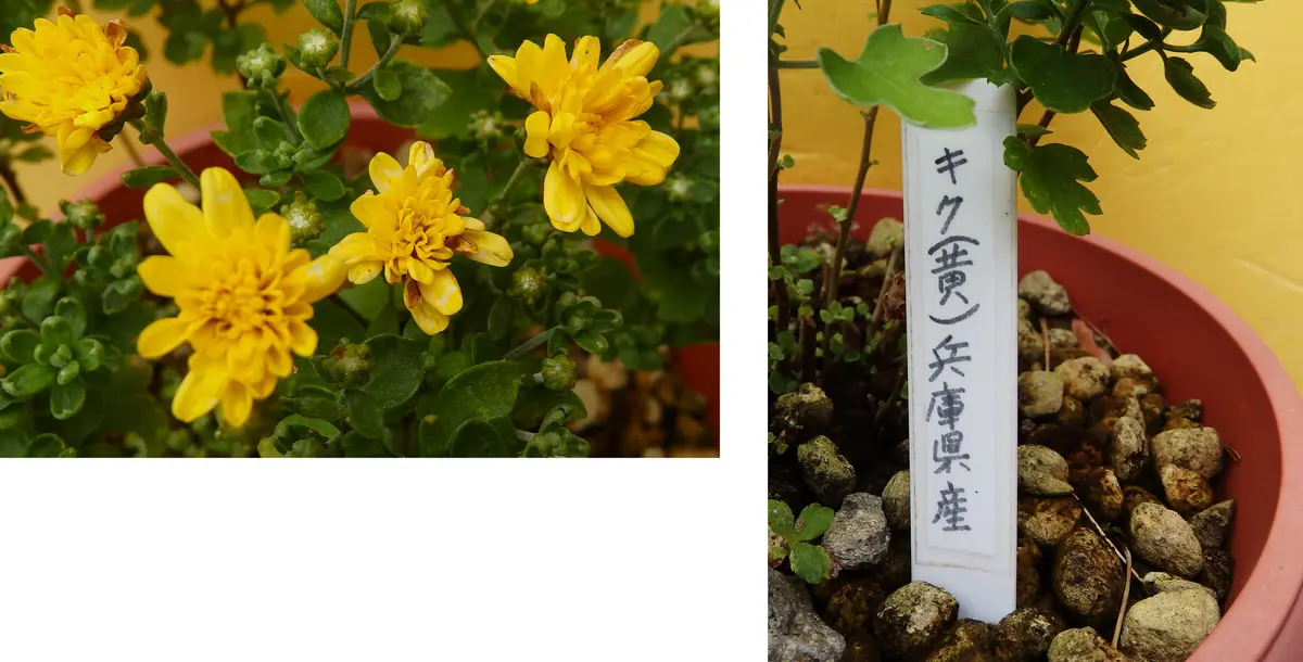 書道作品「野路菊」 ◇産経国際書展・大作展出品作品について 産経展40周年記念行事