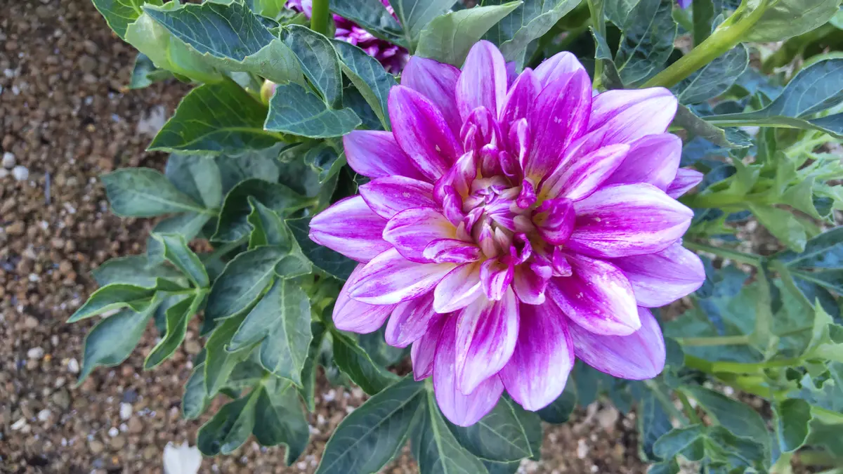 ダリア百科　園芸本　花づくり　花作り　日本ダリア会 12か月栽培ナビ『ダリア』～ダリア栽培のすべてが詰まった一冊