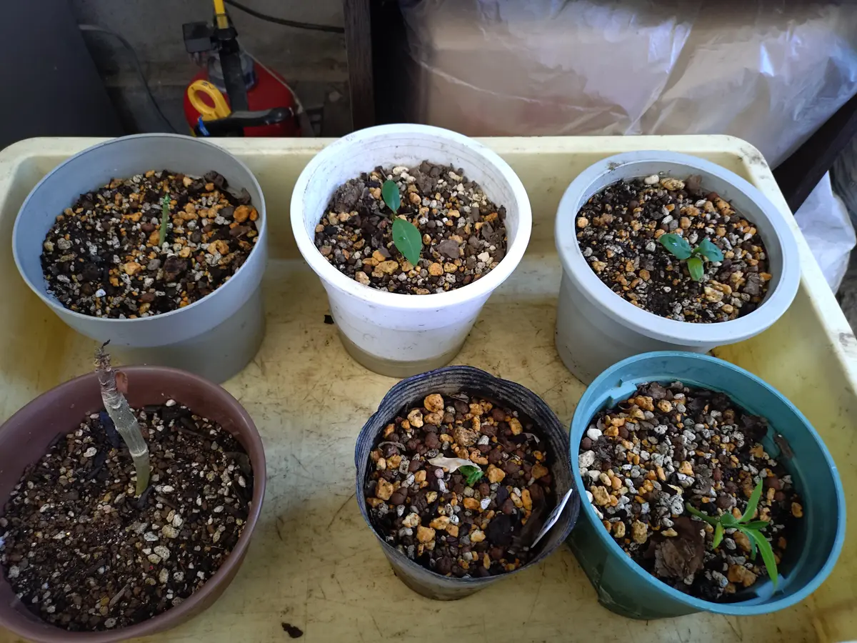 プルメリアの種から発芽その3｜園芸日記byりのかじいじ｜みんなの趣味