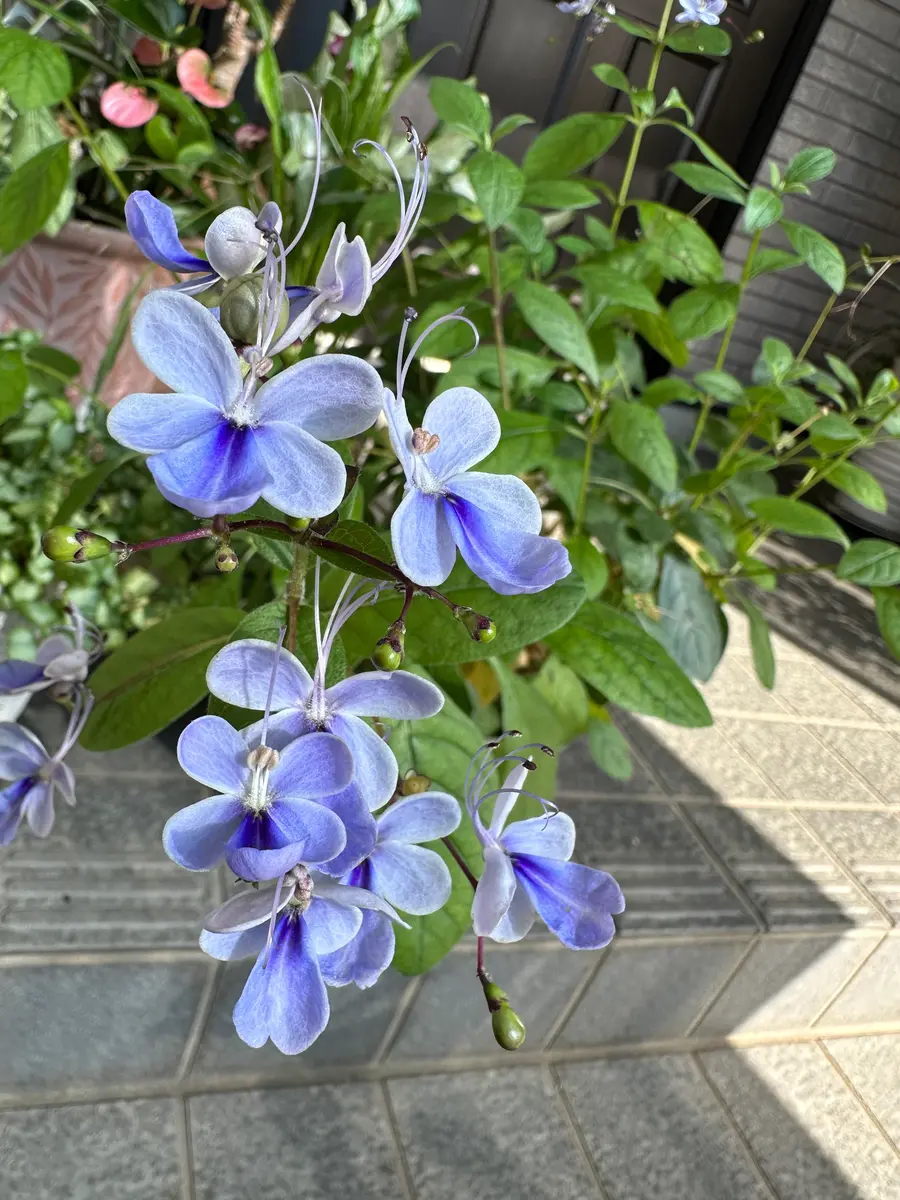 レフトボタニカル　バツマル 7月14日｜園芸日記byLeoko｜みんなの趣味の園芸｜1356940