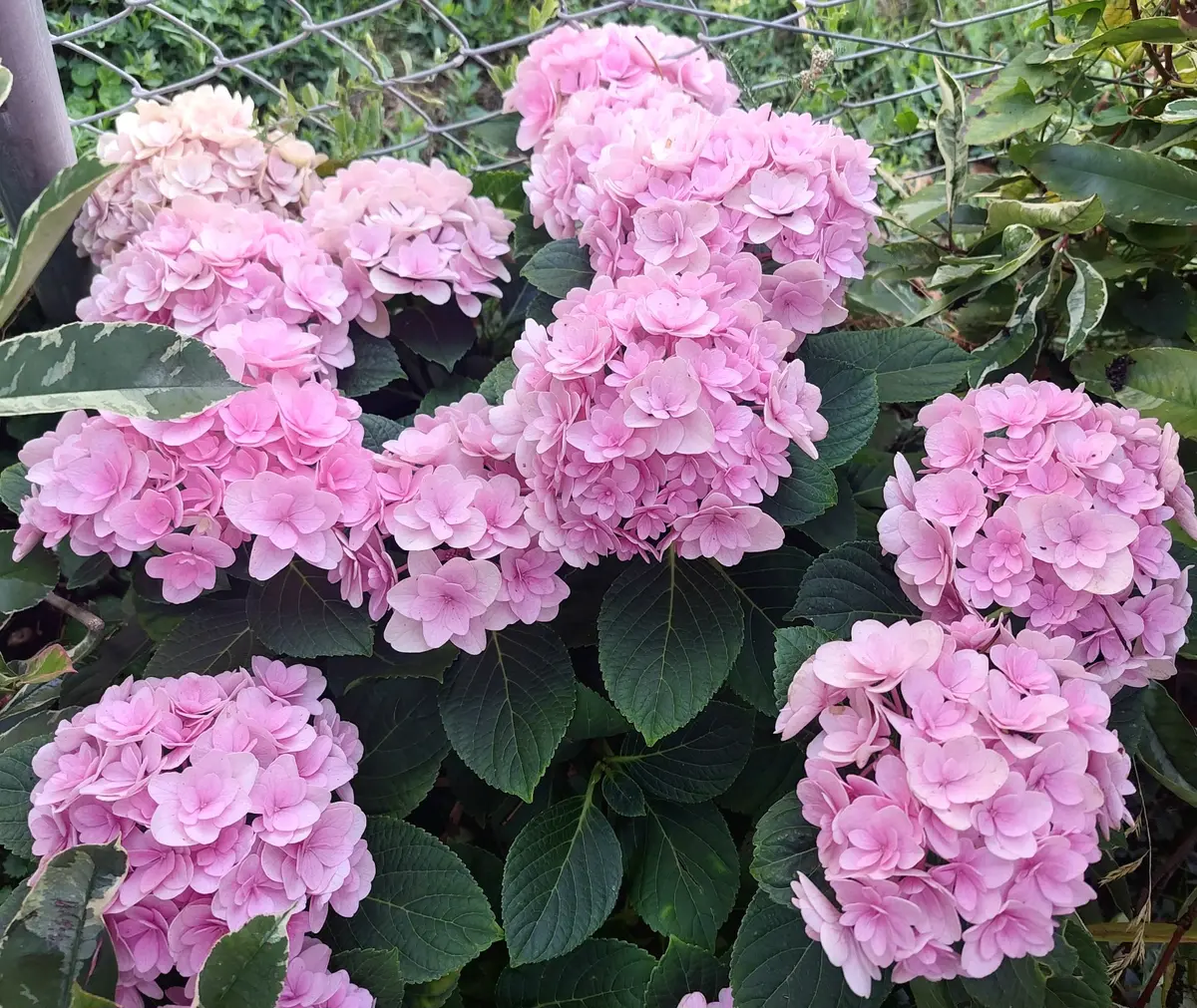素敵ピンクの紫陽花🩷｜園芸日記byIrisGarden｜みんなの趣味の