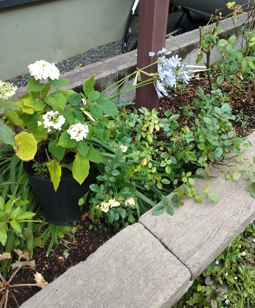 アガパンサス　　各種 多年草・宿根草の販売店【花育通販】 アガパンサス（白花系）の