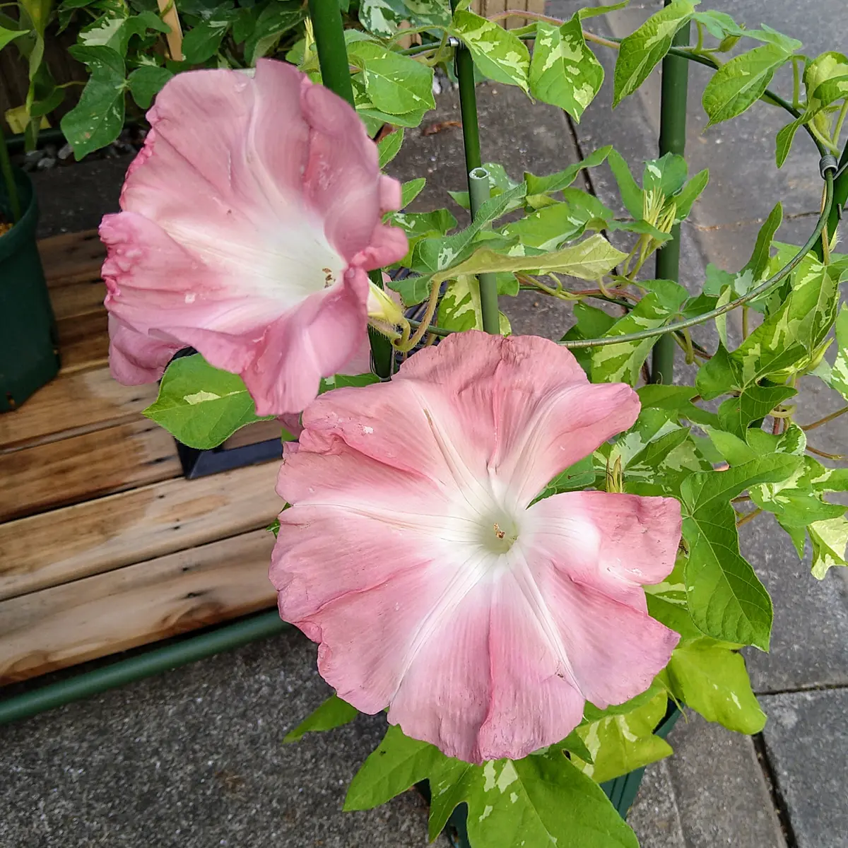 変化朝顔2025】花模様、神楽、杜の秋月、Q0130｜園芸日記