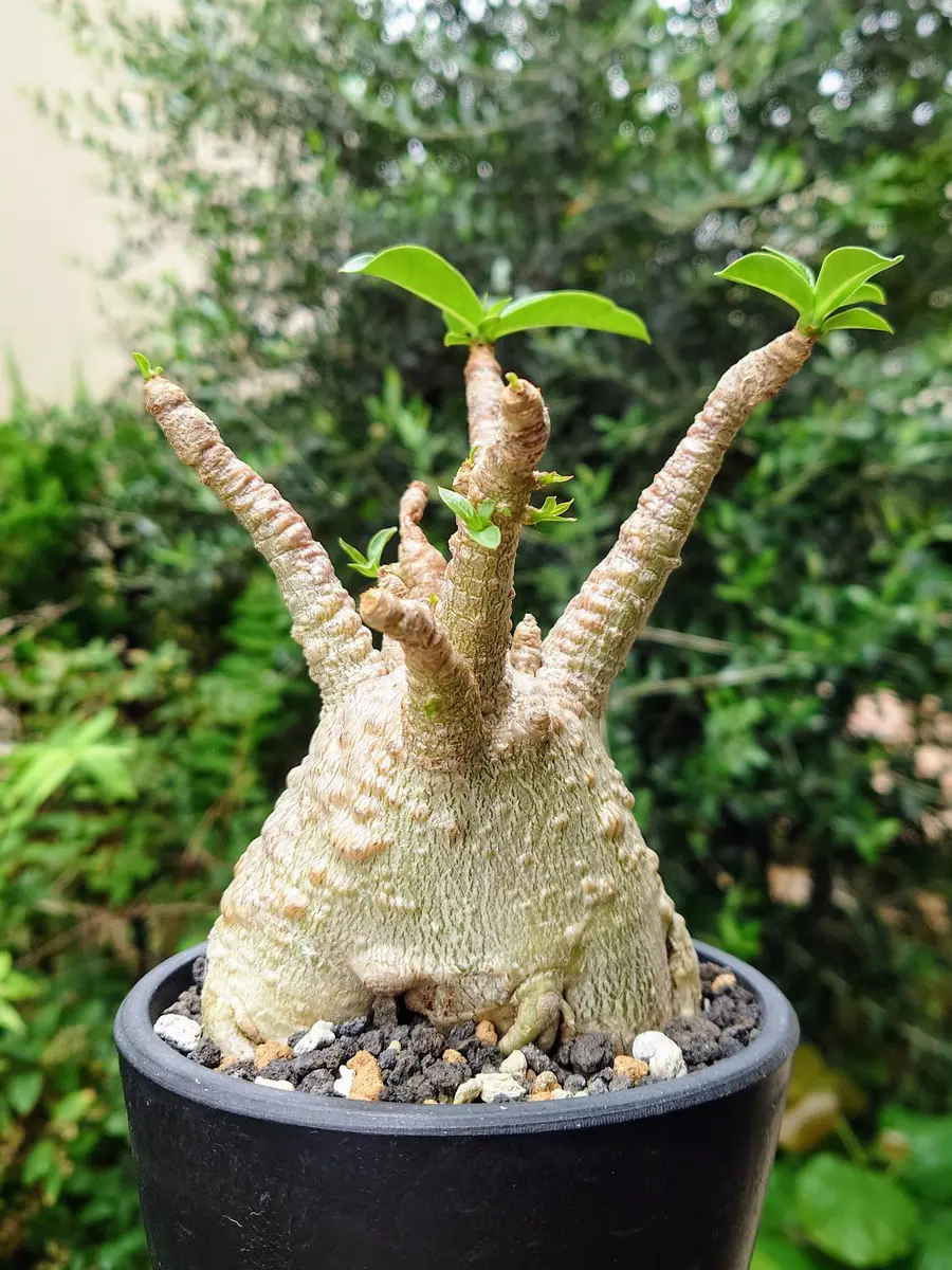 アデニウムアラビカムの日記一覧|Plantskafkaさんの園芸日記-みんなの