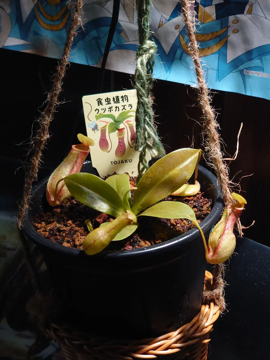 ネペンテス”ガヤ“｜園芸日記by時を越える猫｜みんなの趣味の園芸｜1357500