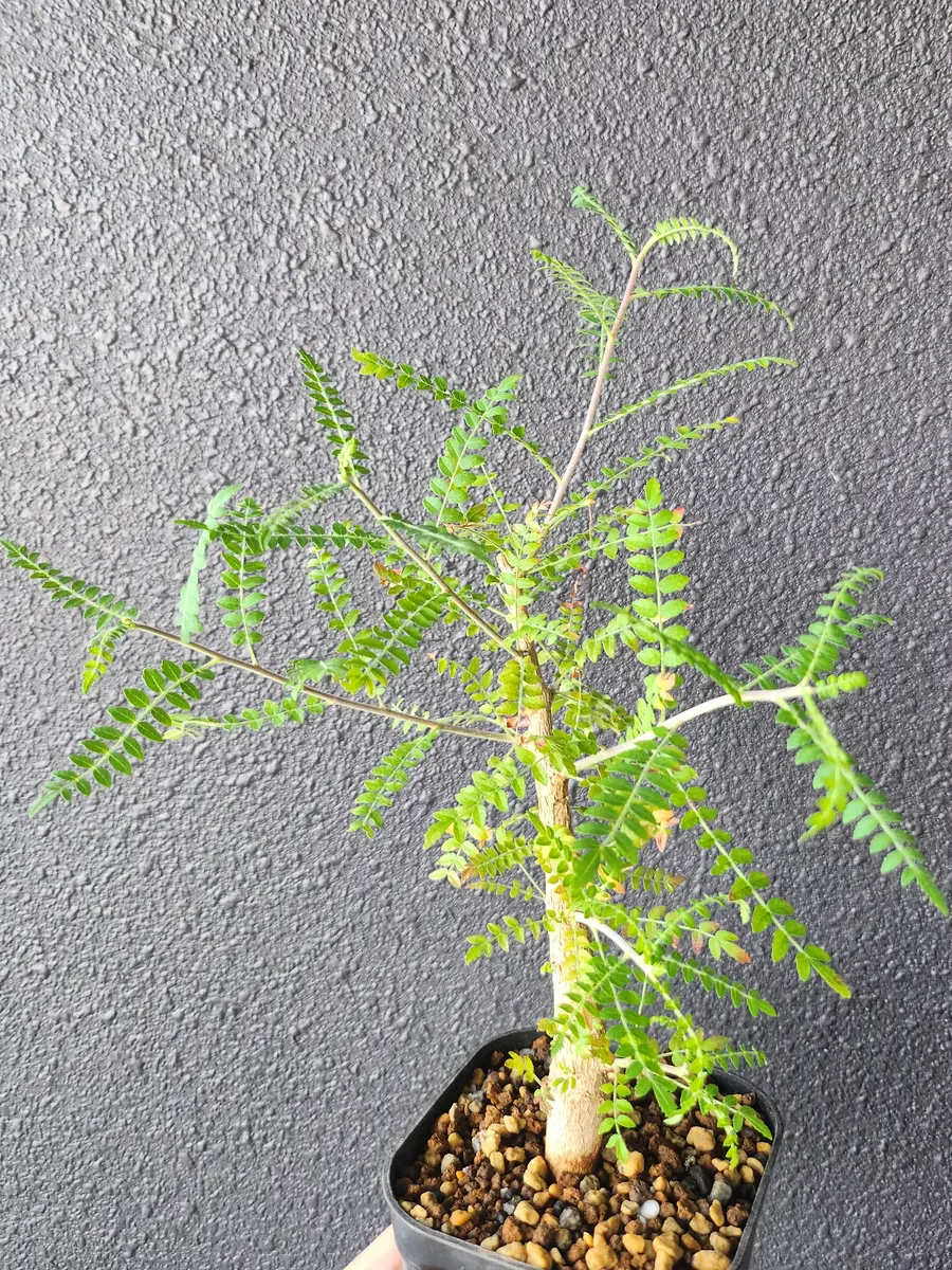 ボスウェリア・ネグレクタ｜園芸日記by律九｜みんなの趣味の園芸｜1357545