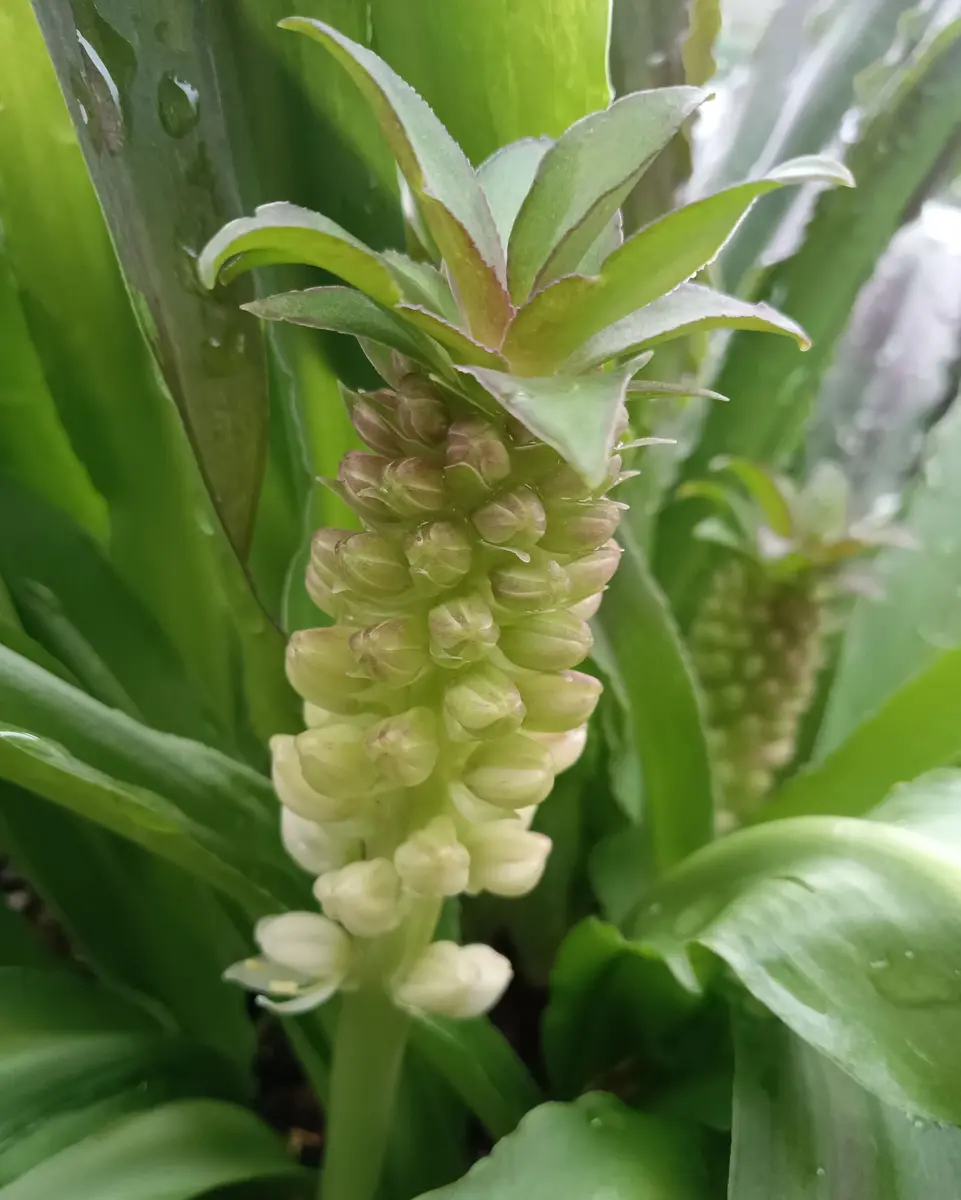 なお　パイナップルリリー パイナップルリリー🍍｜園芸日記byちゃんえみ｜みんなの趣味の