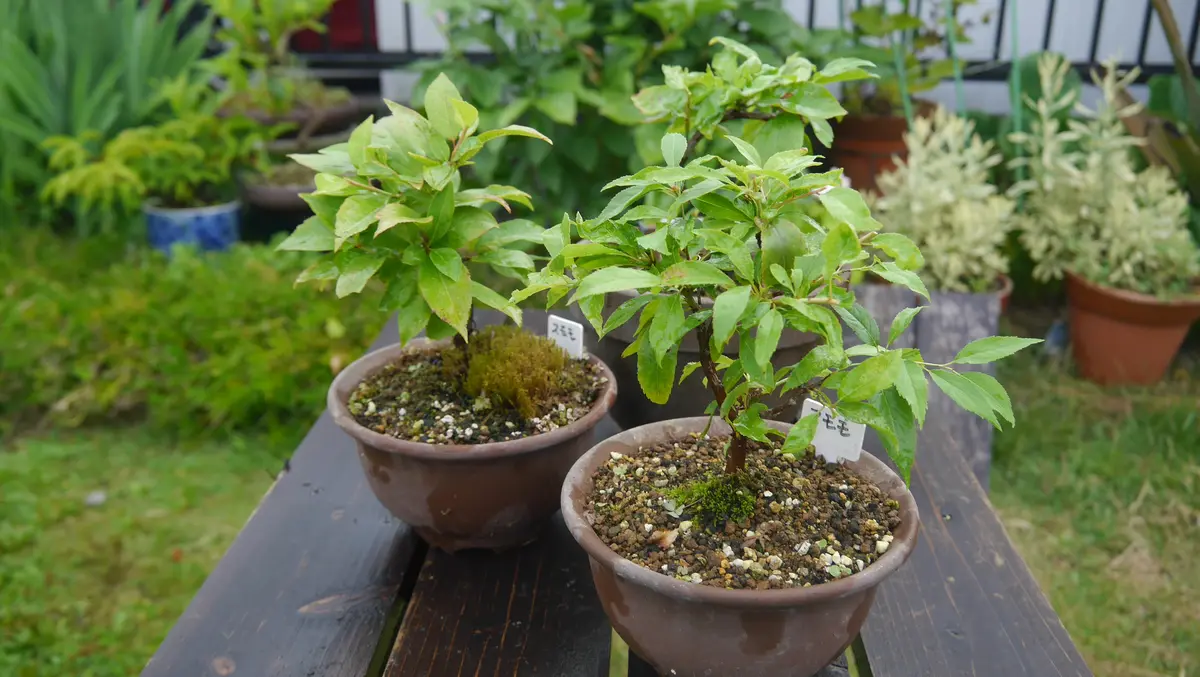 25℃さま LA55♥マイガール♥希少♥人気品種♥花苗ポットごと